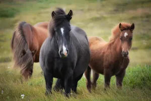 Derka a zdrowie konia – jak ochrona przed zimnem wpływa na wydajność treningu?